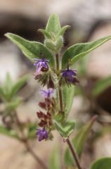 Trichostema rubisepalum