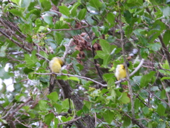 Spinus psaltria psaltria