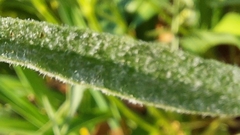 Podosphaera macularis