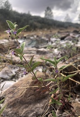 Trichostema rubisepalum
