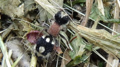 Ronisia barbarula