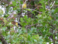 Spinus psaltria psaltria
