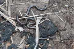 Leptotyphlops scutifrons