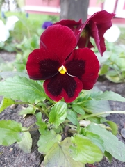 Viola × wittrockiana