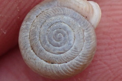 Daedalochila dorfeuilliana