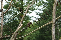 Plecturocebus cupreus