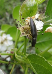 Agriotes sputator