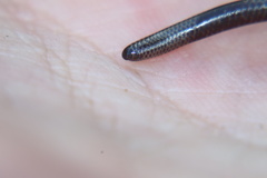 Leptotyphlops scutifrons