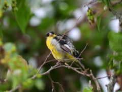 Spinus psaltria psaltria