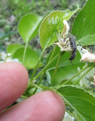 Agriotes sputator