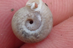 Daedalochila dorfeuilliana