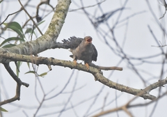 Cuculus canorus