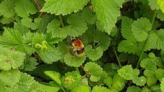 Bombus pascuorum