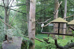 Propithecus coronatus