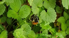 Bombus pascuorum