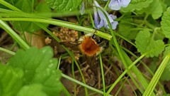 Bombus pascuorum
