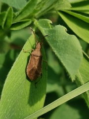Ceraleptus lividus