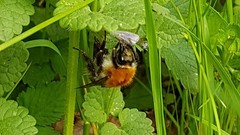 Bombus pascuorum