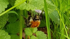 Bombus pascuorum
