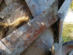 Arthonia rubrocincta