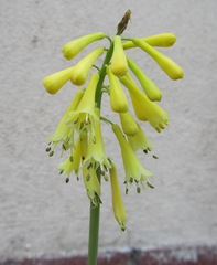 Kniphofia pauciflora