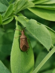 Ceraleptus lividus