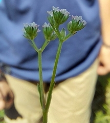 Valerianella dentata