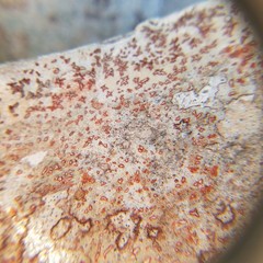 Arthonia rubrocincta