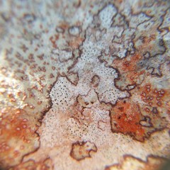 Arthonia rubrocincta