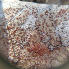 Arthonia rubrocincta