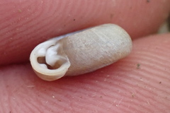 Daedalochila dorfeuilliana
