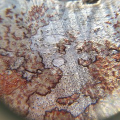 Arthonia rubrocincta