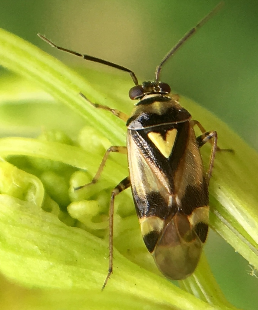 Kalm's plant bug