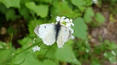 Anthocharis cardamines