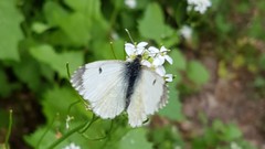 Anthocharis cardamines