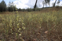 Streptanthus polygaloides