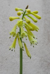 Kniphofia pauciflora