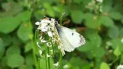 Anthocharis cardamines