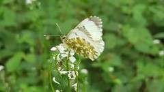 Anthocharis cardamines