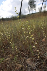 Streptanthus polygaloides