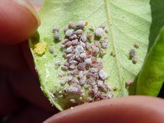 Dysaphis plantaginea