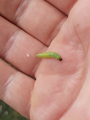 Tortrix viridana