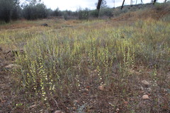 Streptanthus polygaloides