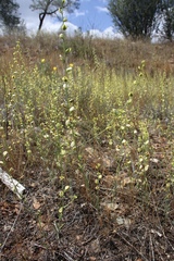 Streptanthus polygaloides