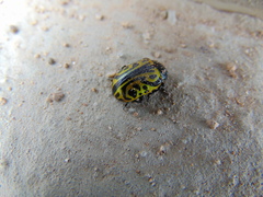 Calligrapha mexicana