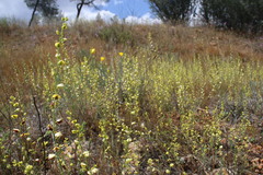 Streptanthus polygaloides