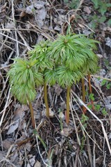 Paeonia anomala, photograph Nina Filippova, CC BY, iNaturalist via GBIF