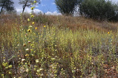Streptanthus polygaloides