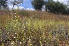 Streptanthus polygaloides