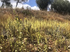 Streptanthus polygaloides